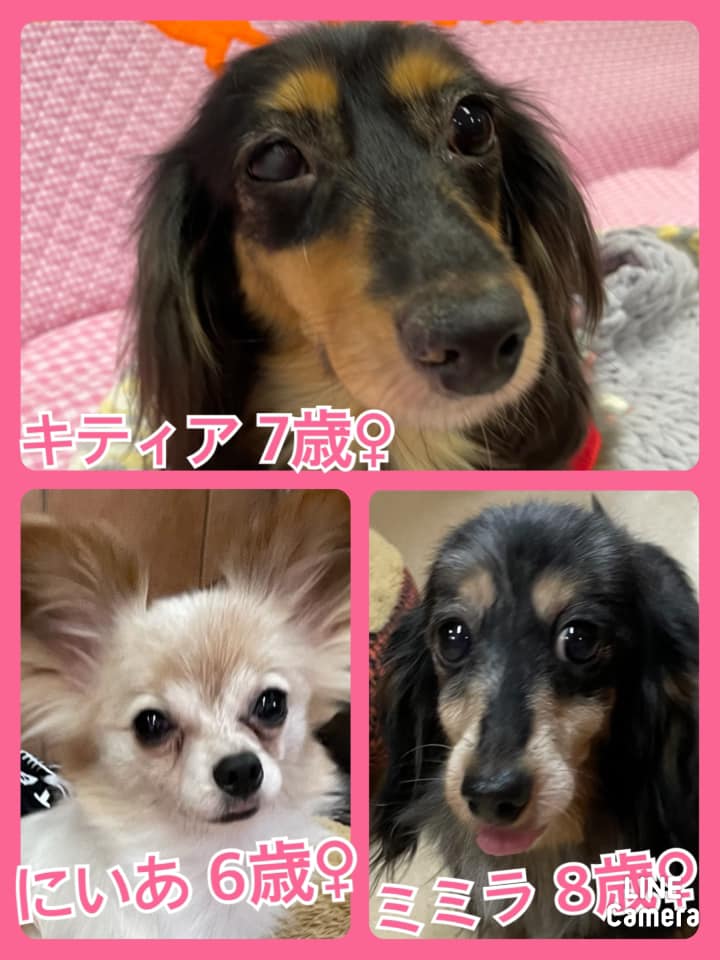 🐾今日の里親様募集中ワンコ🐶メンバーです🐾2021,8,11